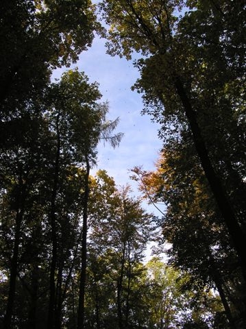 20061024_feuilles_tombent.JPG