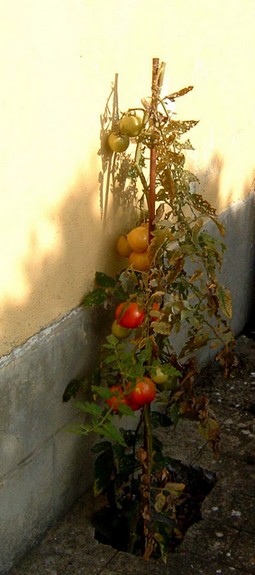 2006-12-05%20_tomate_changement_climatique_Bours.jpg